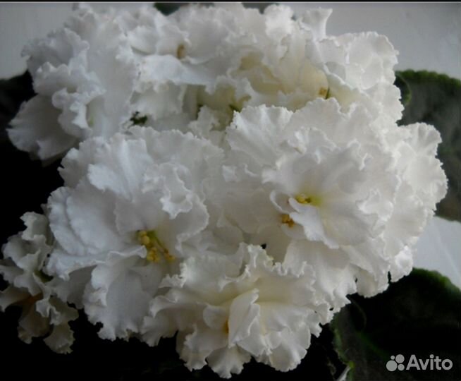 Фиалки коллекционные