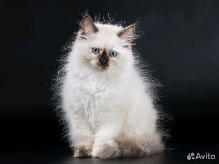 Котята невские