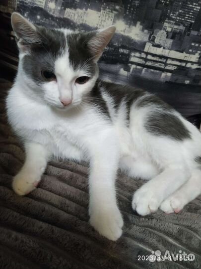 Домашние животные бесплатно кошки