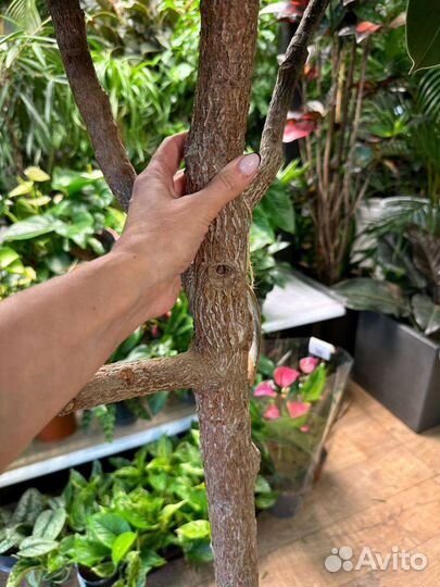 Фикус робуста штамб 180см