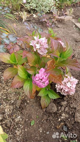 Гортензия крупнолистная