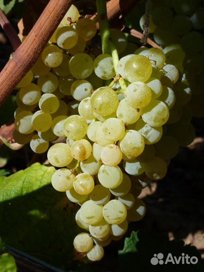 Саженцы виноград