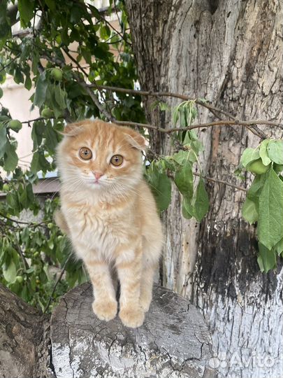 Шотландская