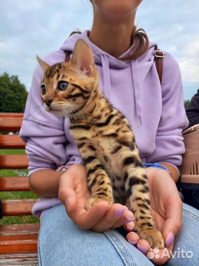 Бенгальский котенок