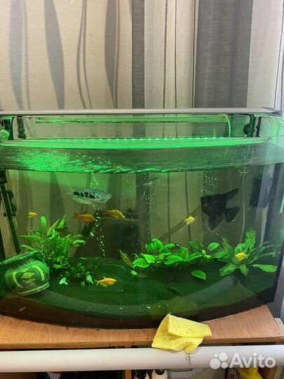 Свет лампа для аквариума и автокормушка тетра