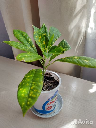 Комнатные цветы: Кротон