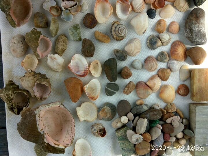 Ракушки и камешки