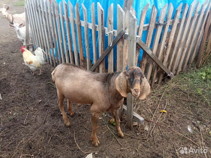 Козлята, 2,5 месяцев от роду. 3 штуки. 1 коз6 м