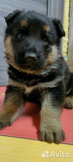 Щенки немецкой овчарки