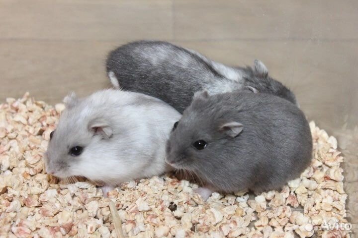 Джунгарские хомячки неповторимые редкие окрасы