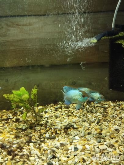 Наннакары- Аквариумные рыбки цихлиды