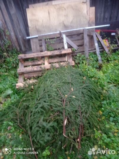 Лапник еловый