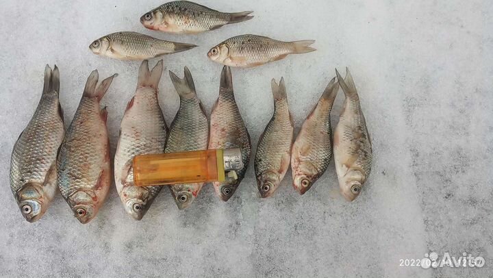 Живец Карась