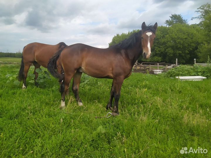 Лошадь жеребец