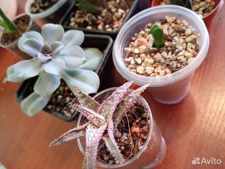 Кактусы и суккуленты