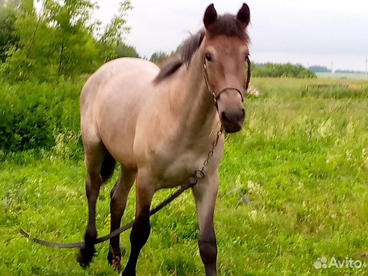 Жеребец на племя
