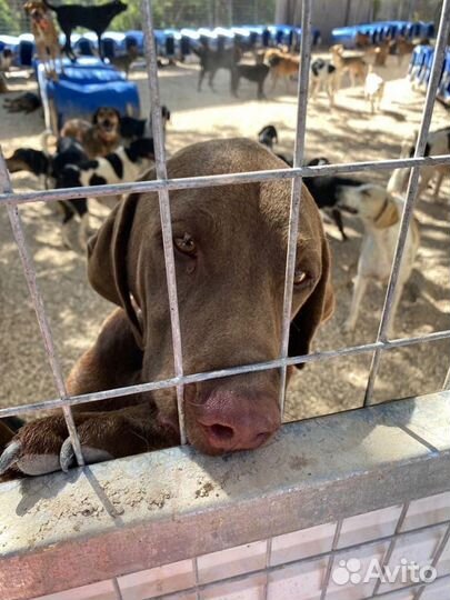 Энтони, молодой метис лабрадора