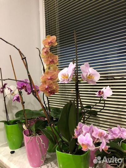 Горшки для цветов