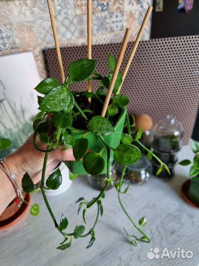 Церопегия Барклея