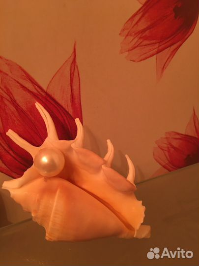 Ракушка декоративная