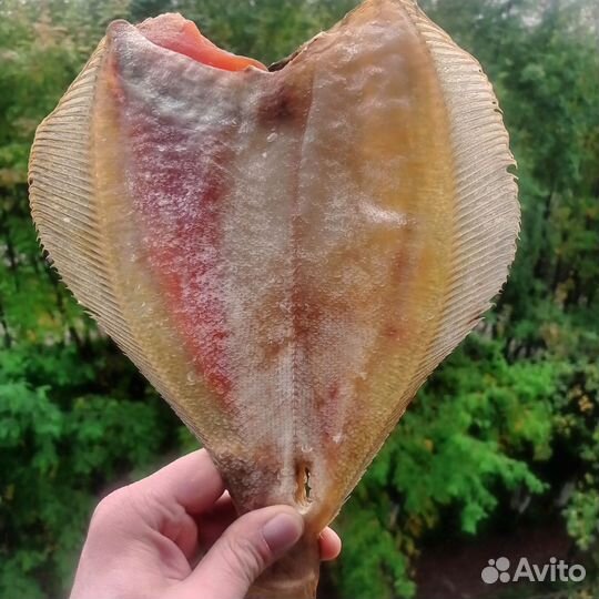 Ерш камбала