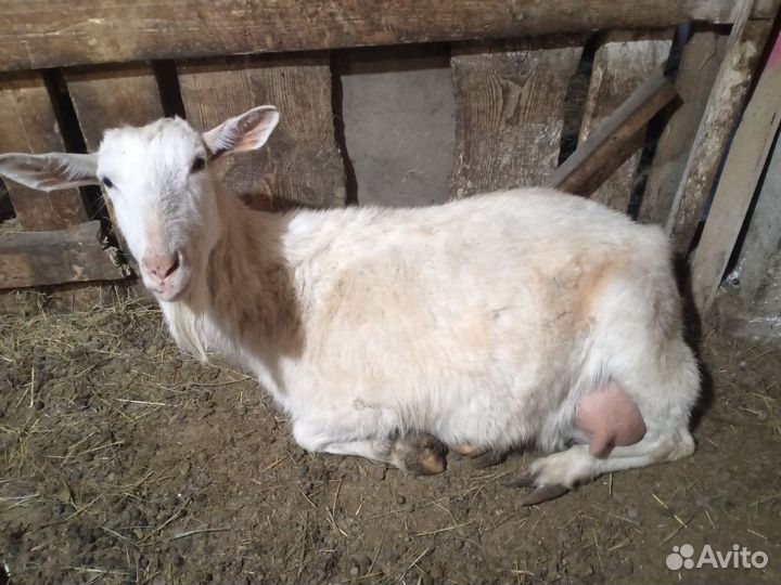Козы и козлята продажа