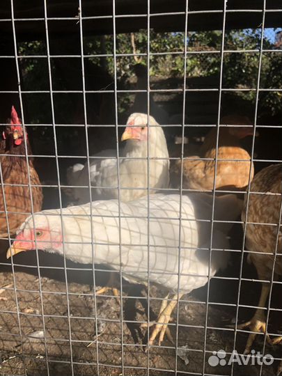 Куры несушки,молодки несушки 5месечные,и 3мес