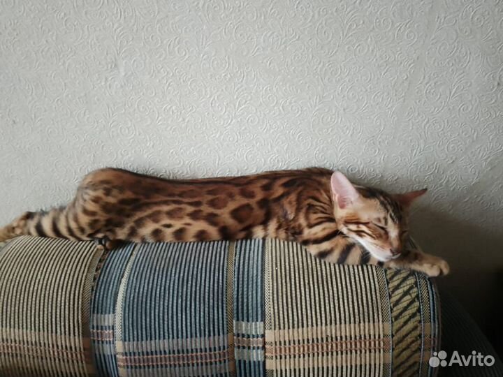Бенгальская кошка бесплатно