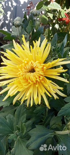 Хризантема корейская и мультифлора 100 сортов