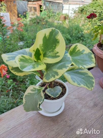 Пеперомия вариегатная