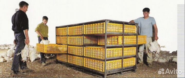 Отлов кур (птицефабрика)