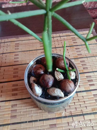 Садик суккулентов