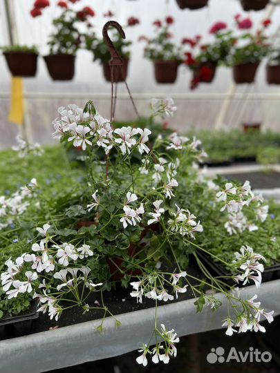 Кашпо с ампельными растениями