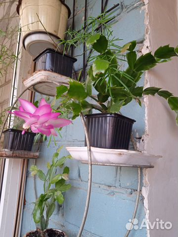 Декабрист шлюмбергера