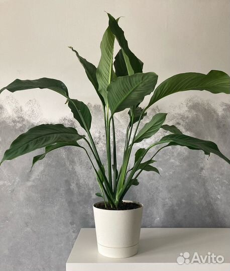 Спатифиллум Свит Сильвио