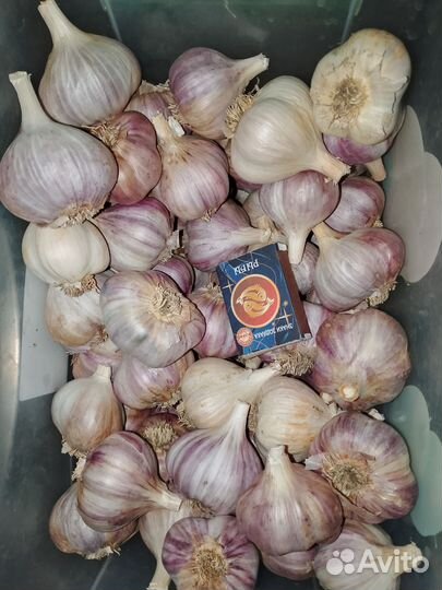 Продам чеснок