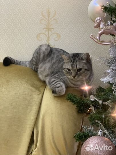 Кот / кошка в аренду (фотосессии, новоселья, игры