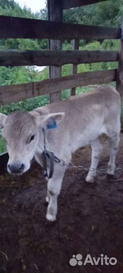 Бычки и телята