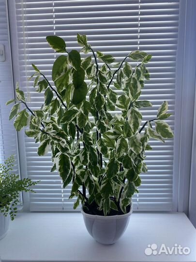 Педилантус