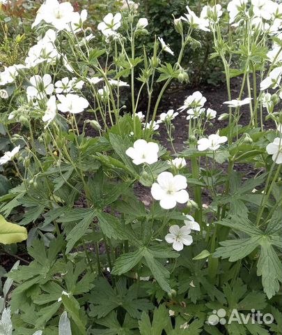 Герань садовая, Камнеломка, манжетка и др