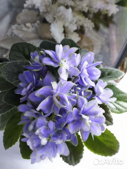 Мини фиалки