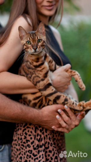 Вязка кот бенгал