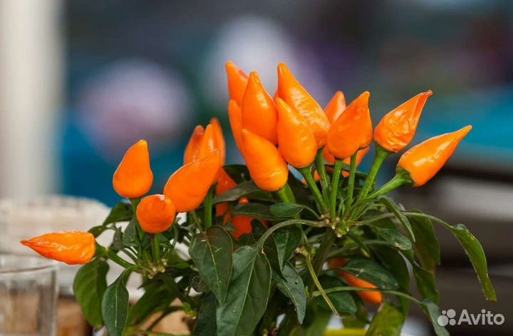 Перец декоративный острый