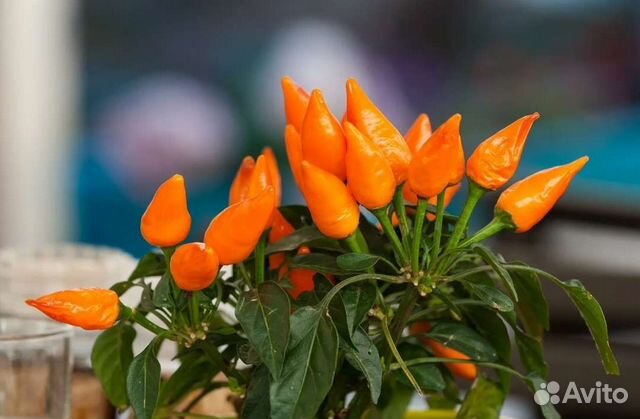 Перец декоративный острый