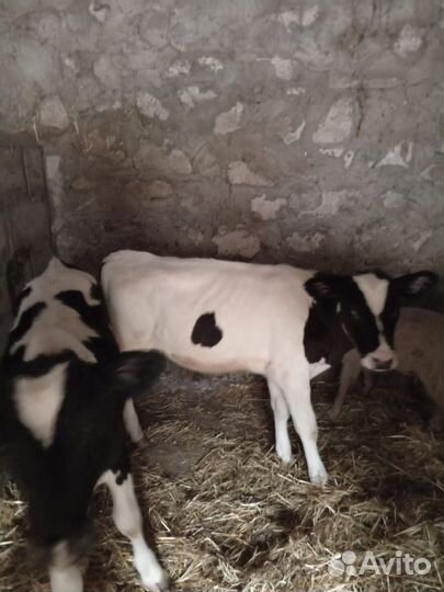 Бычки и жеребчик