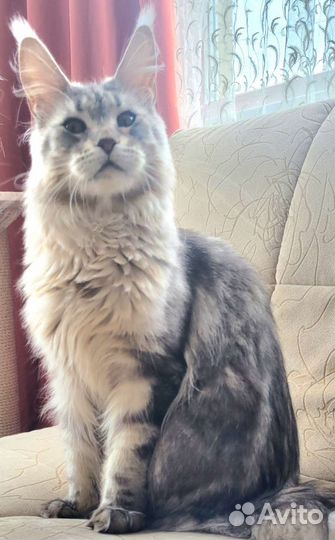 Котята мейн-кун