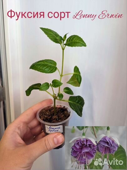 Цветущие комнатные растения, фуксии