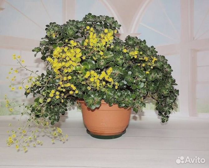 Ахризон Аихризон