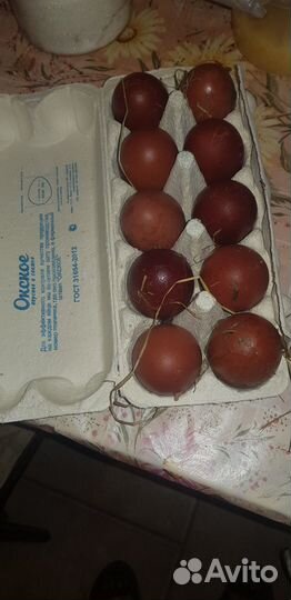 Инкубационные яйца Маран