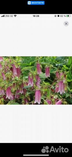 Многолетние цветы для сада(много разных)